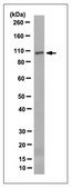 Anti-phospho Drebrin (Ser142), clone 3C14 Antibody clone 3C14, from mouse