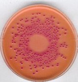 Deoxycholate agar GranuCult® plus, suitable for microbiology, granular, for, for coliforms, pkg of 5 kg, pkg of 500 g
