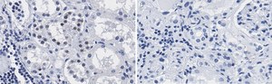 抗PARP1抗体 クローン12N17 ZooMAb®ウサギモノクローナル recombinant, expressed in HEK 293 cells