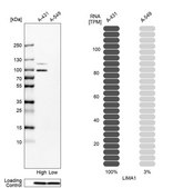 Anti-LIMA1 antibody produced in rabbit Prestige Antibodies® Powered by Atlas Antibodies, affinity isolated antibody, buffered aqueous glycerol solution