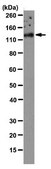 Anti-VE-cadherin Antibody, clone BV6 clone BV6, from mouse