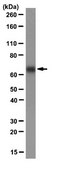Anti-Yes-associated protein (YAP1) Antibody, clone 4D11.1 clone 4D11.1, from mouse