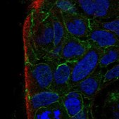 Anti-PARD3B antibody produced in rabbit Prestige Antibodies® Powered by Atlas Antibodies, affinity isolated antibody, buffered aqueous glycerol solution