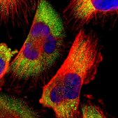 Anti-CDK3 antibody produced in rabbit Prestige Antibodies® Powered by Atlas Antibodies, affinity isolated antibody, buffered aqueous glycerol solution