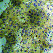 Anti-phospho-AMPK α (pThr172) antibody produced in rabbit affinity isolated antibody