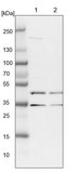Anti-RPUSD3 antibody produced in rabbit Prestige Antibodies® Powered by Atlas Antibodies, affinity isolated antibody, buffered aqueous glycerol solution