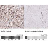 Anti-FUCA1 antibody produced in rabbit Prestige Antibodies® Powered by Atlas Antibodies, affinity isolated antibody