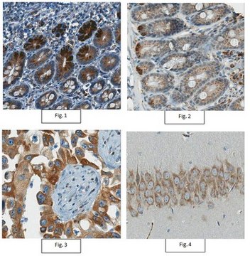 Anti-Nucleobindin-2 Antibody, clone 11B3.1 clone 11B3.1, from mouse