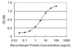 Monoclonal Anti-IPO7, (C-terminal) antibody produced in mouse clone 4G6, purified immunoglobulin, buffered aqueous solution