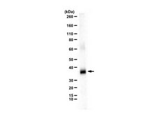 Anti-S-Opsin from rabbit