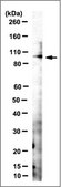 Anti-Cullin-4B/CUL4B Antibody, clone 9B11.1 clone 9B11.1, from mouse