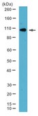 Anti-E-Cadherin Antibody, clone 67A4, Azide Free clone 67A4, Chemicon®, from mouse