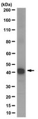 Anti-ARHGAP36 Antibody, clone 12D10.1 clone 12D10.1, from mouse