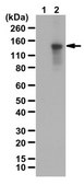 Anti-Protocadherin-10 Antibody from rabbit, purified by affinity chromatography