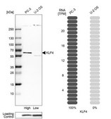 Anti-KLF4 antibody produced in rabbit Prestige Antibodies® Powered by Atlas Antibodies, affinity isolated antibody, buffered aqueous glycerol solution