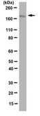 Anti-FANCA Antibody, clone 5G9 clone 5G9, from mouse