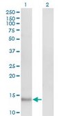 Monoclonal Anti-VEGF antibody produced in mouse clone 3F7, purified immunoglobulin, buffered aqueous solution