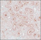 Anti-Connexin-32 (106-124) antibody produced in rabbit affinity isolated antibody, buffered aqueous solution