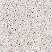 Anti-FCGRT antibody produced in rabbit Prestige Antibodies® Powered by Atlas Antibodies, affinity isolated antibody, buffered aqueous glycerol solution