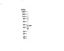 Anti-MLL4 Antibody from rabbit, purified by affinity chromatography