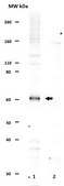 Anti-phospho-AMPKα (Thr172) Antibody Upstate®, from rabbit
