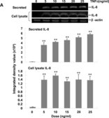 Anti-β-actina, anticuerpo monoclonal clone AC-15, purified from hybridoma cell culture