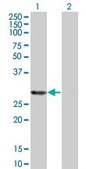 Monoclonal Anti-PSME2 antibody produced in mouse clone 3F11-1A3, purified immunoglobulin, buffered aqueous solution