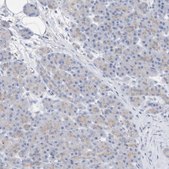 Anti-CNTNAP4 antibody produced in rabbit Prestige Antibodies® Powered by Atlas Antibodies, affinity isolated antibody, buffered aqueous glycerol solution