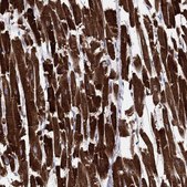Anti-MGST3 antibody produced in rabbit Prestige Antibodies® Powered by Atlas Antibodies, affinity isolated antibody, buffered aqueous glycerol solution