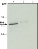 Anti-EB3 antibody produced in rabbit ~1.0 mg/mL, affinity isolated antibody
