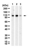 Anti-cPLA2 Antibody, clone 2F4 ZooMAb® Rabbit Monoclonal recombinant, expressed in HEK 293 cells