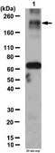 Anti-TAF3 Antibody serum, from rabbit