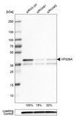 Monoclonal Anti-VPS26A antibody produced in mouse Prestige Antibodies® Powered by Atlas Antibodies, clone CL2287, purified immunoglobulin, buffered aqueous glycerol solution