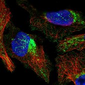 Anti-COX10 antibody produced in rabbit Prestige Antibodies® Powered by Atlas Antibodies, affinity isolated antibody, buffered aqueous glycerol solution