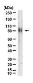 Anti-SLC18A1 Antibody, clone 1J12 ZooMAb® Rabbit Monoclonal recombinant, expressed in HEK 293 cells