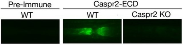 Anti-Caspr2 Antibody, extracellular domain serum, from rabbit