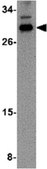 Anti-NIPSNAP3B Antibody from rabbit, purified by affinity chromatography