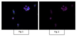 Anti-Bmi-1 Antibody, clone F6, Alexa Fluor™ 647 clone F6, from mouse, ALEXA FLUOR™ 647