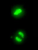 Anti-phospho-Histone H3 (Ser10) Antibody, clone 3H10 clone 3H10, Upstate®, from mouse