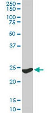 Anti-YWHAG Mouse mAb (6A10) liquid, clone 6A10, Calbiochem&#174;