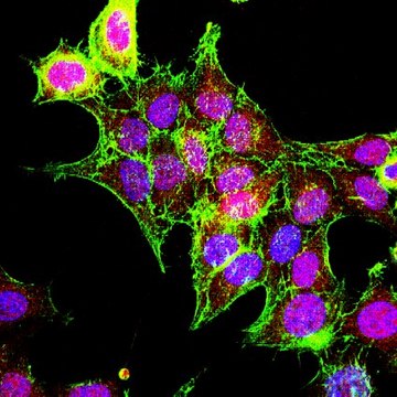 Anti-p70 S6 Kinase Antibody, clone 20-10C-6, rabbit monoclonal clone 20-10C-6, from rabbit, unconjugated