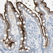 Anti-CDHR5 antibody produced in rabbit Ab1, Prestige Antibodies® Powered by Atlas Antibodies, affinity isolated antibody, buffered aqueous glycerol solution
