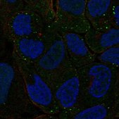 Anti-PBX4 antibody produced in rabbit Prestige Antibodies® Powered by Atlas Antibodies, affinity isolated antibody, buffered aqueous glycerol solution