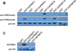 Anti-Histone H4 Antibody Upstate®, from rabbit