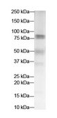 Anti-ELF4 (AB1) antibody produced in rabbit affinity isolated antibody