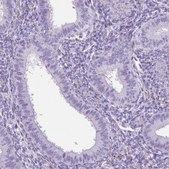 Anti-SHCBP1L antibody produced in rabbit Prestige Antibodies® Powered by Atlas Antibodies, affinity isolated antibody, buffered aqueous glycerol solution