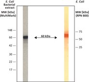 Anti-GroEL antibody produced in rabbit IgG fraction of antiserum, buffered aqueous solution