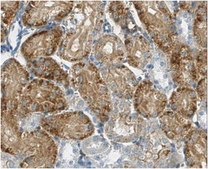 Anti-IDO-1 Antibody, clone 4B7 | MABF850 clone 4B7, from mouse