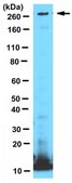 Anti-TET2 Antibody, clone hT2H 21F11 clone hT2H21F11, from mouse