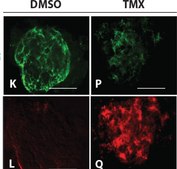 Anti-Vimentin Antibody serum, Chemicon®